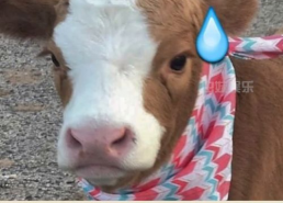 娱乐吃瓜酱肥猪猪,肥猪猪的趣味人生揭秘